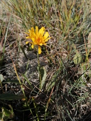 Crepis polytricha