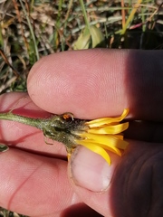 Crepis polytricha
