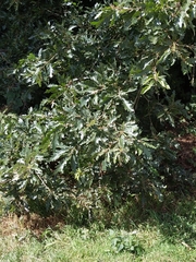 Quercus