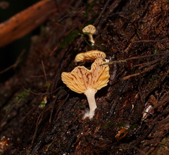 Panellus ligulatus
