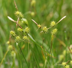 Carex lepidocarpa