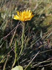 Crepis polytricha