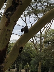 Dendrohyrax arboreus