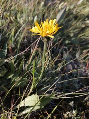 Crepis polytricha