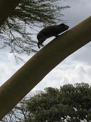Dendrohyrax arboreus