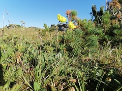 Papaver canescens