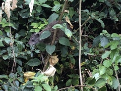 Dendrohyrax arboreus