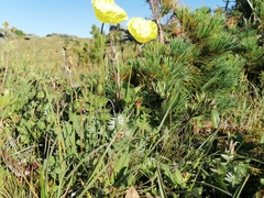 Papaver canescens