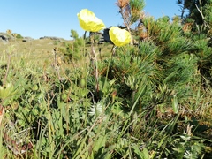 Papaver canescens