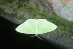 Tanaoctenia haliaria