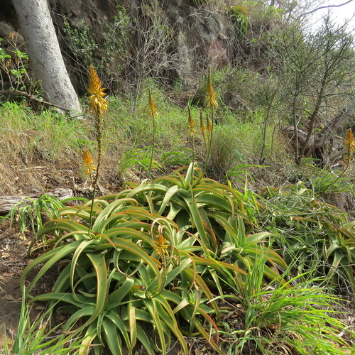 Aloe vanbalenii image