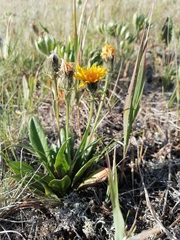 Crepis polytricha
