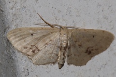 Idaea dimidiata