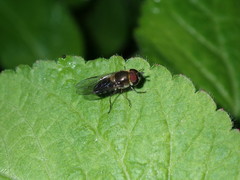 Betasyrphus