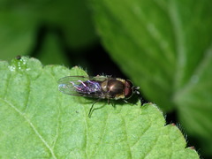 Betasyrphus