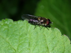 Betasyrphus