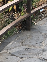Fringilla coelebs canariensis
