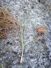 Allium vodopjanovae