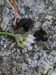 Allium vodopjanovae