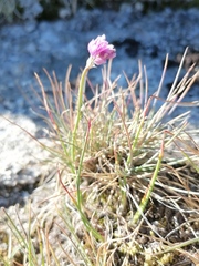 Allium vodopjanovae
