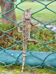 Calotes versicolor