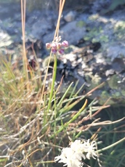 Allium vodopjanovae