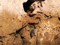 Mauremys leprosa leprosa