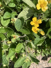 Chrysogonum
