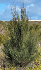 Allocasuarina lehmanniana