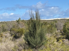 Allocasuarina lehmanniana