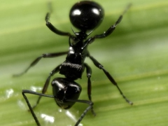 Polyrhachis clio