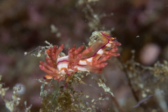 Coryphellina