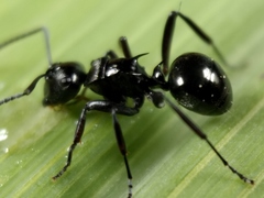 Polyrhachis clio