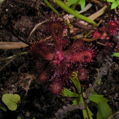 Drosera venusta