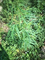 Cannabis sativa spontanea