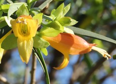 Eremophila oldfieldii