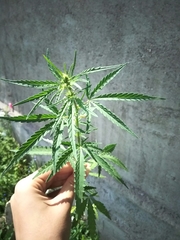 Cannabis sativa spontanea