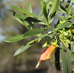 Eremophila oldfieldii