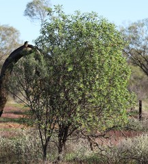 Eremophila oldfieldii