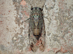 Neocicada hieroglyphica