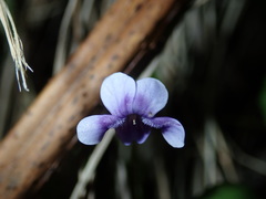 Viola banksii