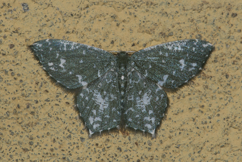 Berta zygophyxia