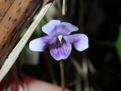 Viola banksii
