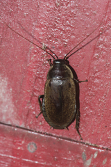 Diploptera punctata