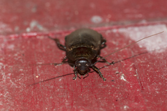 Diploptera punctata