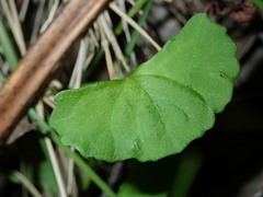 Viola banksii