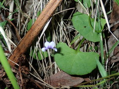 Viola banksii