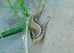 Heremites auratus
