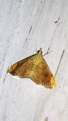 Hyalobathra