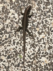 Adolfus kibonotensis